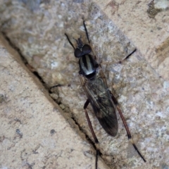 Ectinorhynchus sp. (genus) at Cook, ACT - 2 Oct 2020