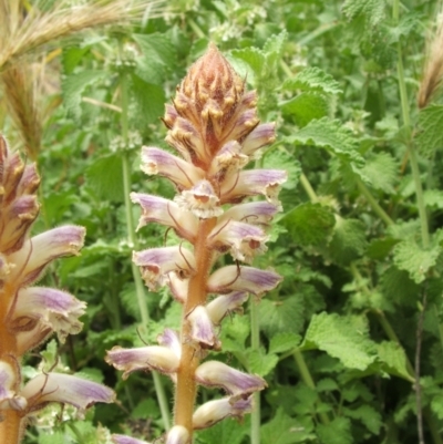 Orobanche minor (Broomrape) at Nangus, NSW - 15 Nov 2010 by abread111