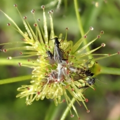 Mycetophilidae (family) (A fungus gnat) at Mount Painter - 2 Nov 2020 by CathB