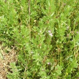 Lythrum hyssopifolia at Nangus, NSW - 15 Nov 2010