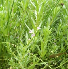 Lythrum hyssopifolia at Nangus, NSW - 15 Nov 2010