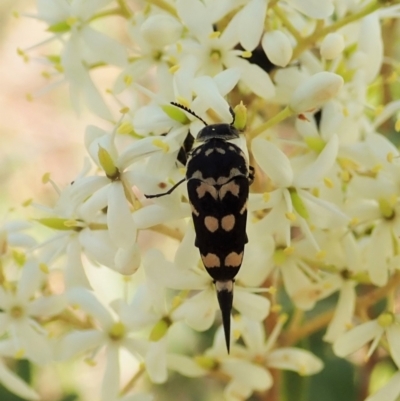 Hoshihananomia leucosticta (Pintail or Tumbling flower beetle) at Cook, ACT - 26 Dec 2020 by CathB