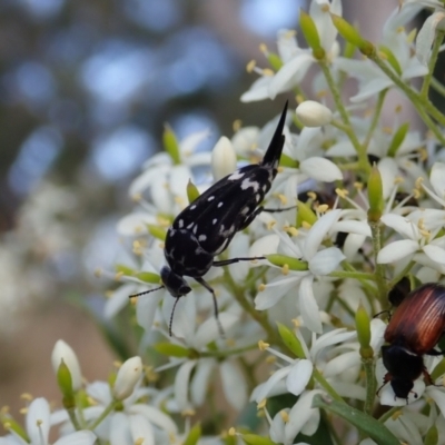 Mordella dumbrelli (Dumbrell's Pintail Beetle) at Mount Painter - 26 Dec 2020 by CathB