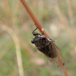 Galanga labeculata at Cook, ACT - 31 Dec 2020