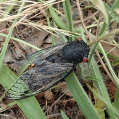 Psaltoda moerens (Redeye cicada) at Cook, ACT - 31 Dec 2020 by CathB