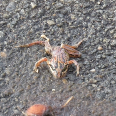 Limnodynastes peronii (Brown-striped Frog) at Fyshwick, ACT - 4 Jan 2021 by SandraH