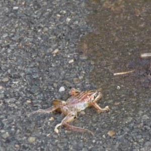 Limnodynastes peronii at Fyshwick, ACT - 4 Jan 2021