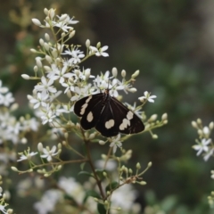 Nyctemera amicus (Senecio Moth, Magpie Moth, Cineraria Moth) at Mount Majura - 30 Dec 2020 by Tammy