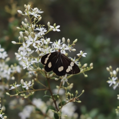 Nyctemera amicus (Senecio Moth, Magpie Moth, Cineraria Moth) at Majura, ACT - 31 Dec 2020 by Tammy