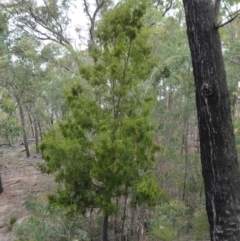 Exocarpos cupressiformis (Cherry Ballart) at Yass River, NSW - 31 Dec 2020 by SenexRugosus