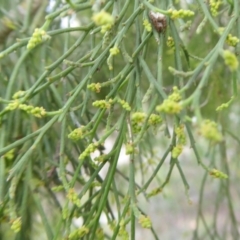 Exocarpos cupressiformis at Yass River, NSW - 31 Dec 2020