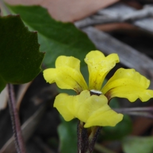 Goodenia hederacea at Yass River, NSW - 31 Dec 2020