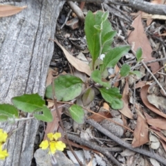 Goodenia hederacea at Yass River, NSW - 31 Dec 2020
