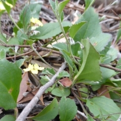 Goodenia hederacea at Yass River, NSW - 31 Dec 2020