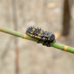 Harmonia conformis (Common Spotted Ladybird) at Yass River, NSW - 2 Jan 2021 by SenexRugosus