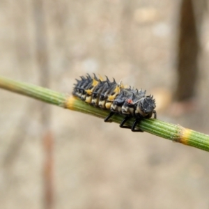 Harmonia conformis at Yass River, NSW - 2 Jan 2021