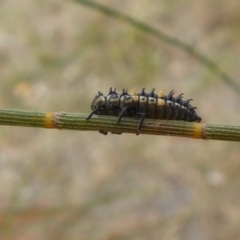 Harmonia conformis at Yass River, NSW - 2 Jan 2021 04:04 PM