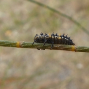 Harmonia conformis at Yass River, NSW - 2 Jan 2021