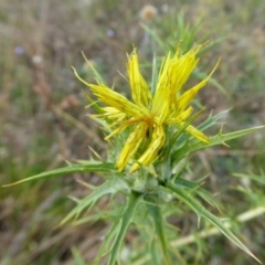 Carthamus lanatus (Saffron Thistle) at Yass River, NSW - 3 Jan 2021 by SenexRugosus