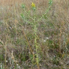 Carthamus lanatus at Yass River, NSW - 3 Jan 2021