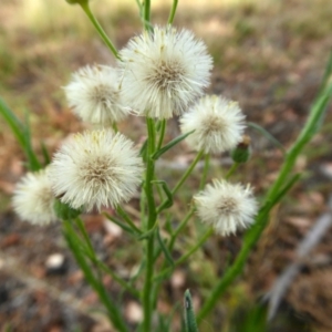 Erigeron bonariensis at Yass River, NSW - 3 Jan 2021