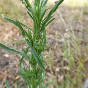 Erigeron bonariensis at Yass River, NSW - 3 Jan 2021