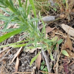 Erigeron bonariensis at Yass River, NSW - 3 Jan 2021