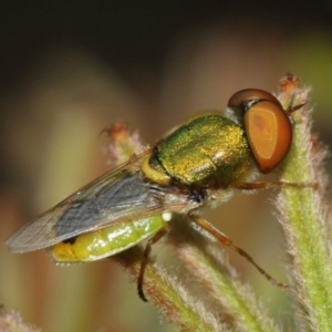 Odontomyia decipiens at Acton, ACT - 1 Jan 2021