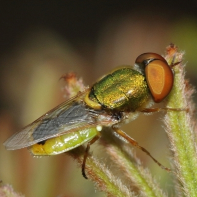 Odontomyia decipiens (Green Soldier Fly) at Acton, ACT - 1 Jan 2021 by TimL