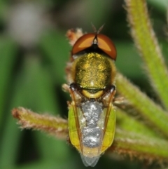 Odontomyia decipiens at Acton, ACT - 1 Jan 2021 12:51 PM