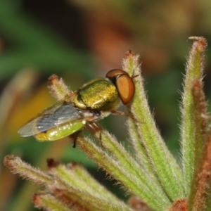 Odontomyia decipiens at Acton, ACT - 1 Jan 2021 12:51 PM