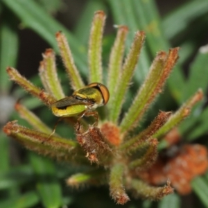 Odontomyia decipiens at Acton, ACT - 1 Jan 2021