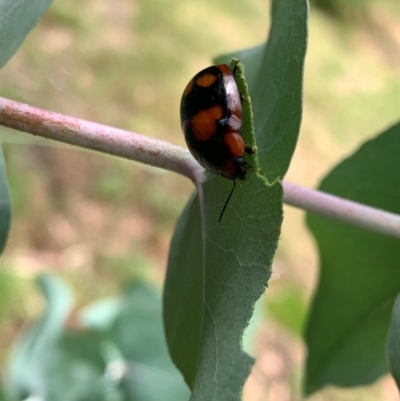 Paropsisterna beata (Blessed Leaf Beetle) at Murrumbateman, NSW - 3 Jan 2021 by SimoneC