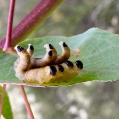 Perginae sp. (subfamily) (Unidentified pergine sawfly) at Paddys River, ACT - 1 Jan 2021 by AndrewCB