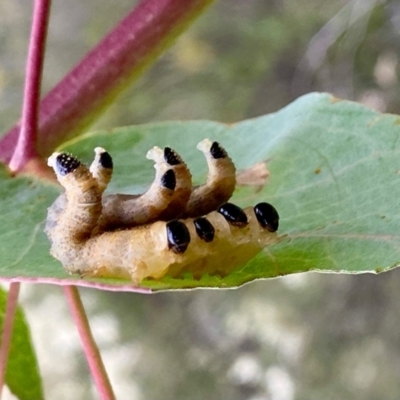 Perginae sp. (subfamily) (Unidentified pergine sawfly) at Tidbinbilla Nature Reserve - 1 Jan 2021 by AndrewCB