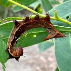 Neola semiaurata (Wattle Notodontid Moth) at Tidbinbilla Nature Reserve - 1 Jan 2021 by AndrewCB