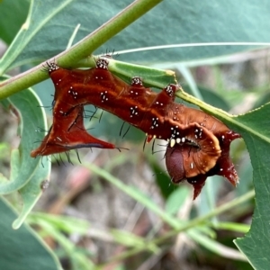 Neola semiaurata at Paddys River, ACT - 1 Jan 2021