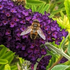 Eristalis tenax (Drone fly) at Hughes, ACT - 4 Jan 2021 by JackyF