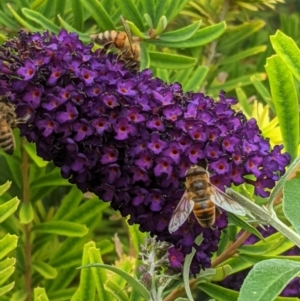 Eristalis tenax at Hughes, ACT - 4 Jan 2021