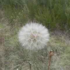 Tragopogon sp. (A Goatsbeard) at Molonglo, ACT - 3 Jan 2021 by dwise