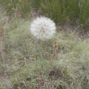 Tragopogon sp. at Molonglo, ACT - 3 Jan 2021