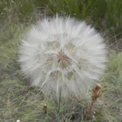 Tragopogon sp. at Molonglo, ACT - 3 Jan 2021