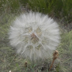 Tragopogon sp. at Molonglo, ACT - 3 Jan 2021