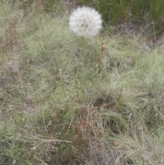 Tragopogon sp. at Molonglo, ACT - 3 Jan 2021