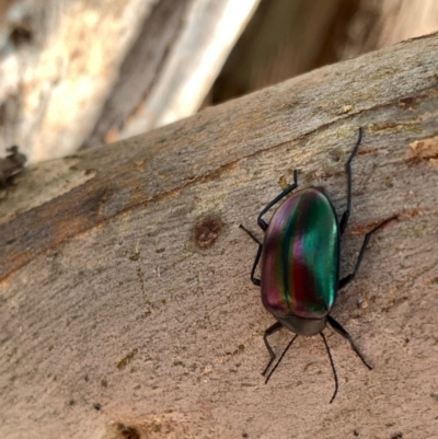 Chalcopteroides cupripennis (Rainbow darkling beetle) at Murrumbateman, NSW - 3 Jan 2021 by SimoneC