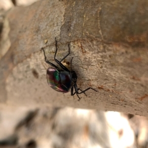 Chalcopteroides cupripennis at Murrumbateman, NSW - 3 Jan 2021 03:31 PM