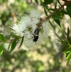 Hylaeus (Hylaeorhiza) nubilosus (A yellow-spotted masked bee) at Murrumbateman, NSW - 3 Jan 2021 by SimoneC