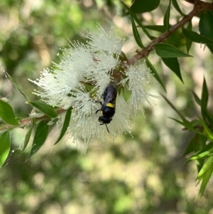Hylaeus (Hylaeorhiza) nubilosus at Murrumbateman, NSW - 3 Jan 2021