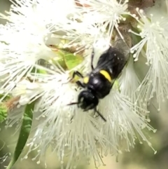 Hylaeus (Hylaeorhiza) nubilosus at Murrumbateman, NSW - 3 Jan 2021 04:34 PM