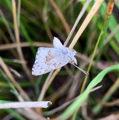 Lucia limbaria (Chequered Copper) at Murrumbateman, NSW - 4 Jan 2021 by SimoneC